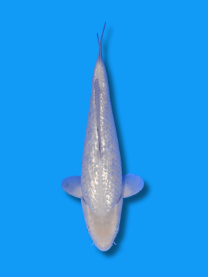 Ginrin Soragoi | Koi&Co.